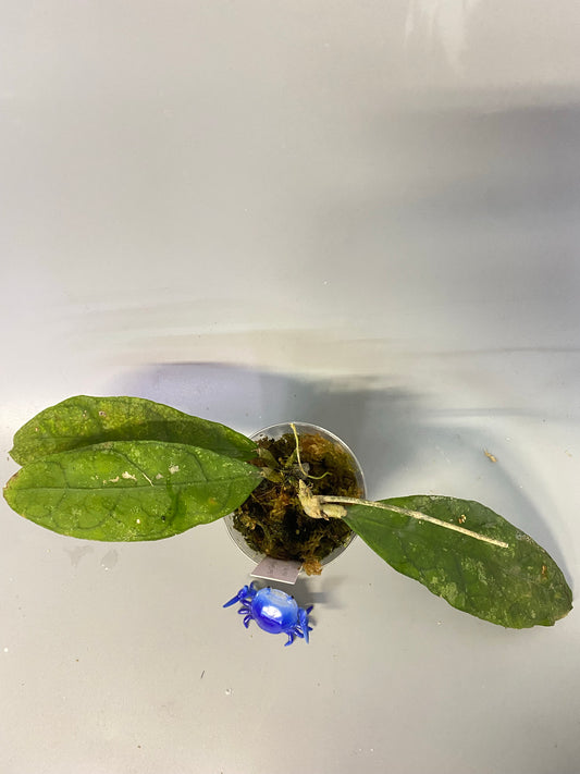 Hoya perak teddy bear - has roots