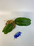Hoya villosa small leaves - starting to root