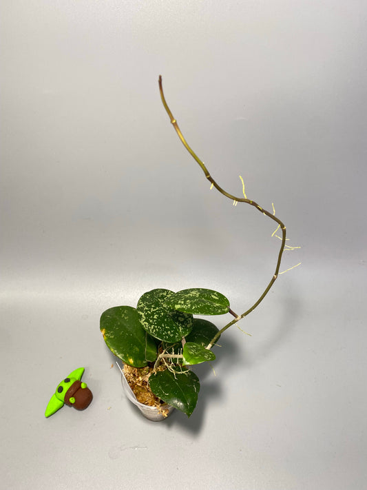 Hoya parasitica splash - active growth