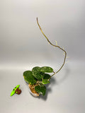 Hoya parasitica splash - active growth