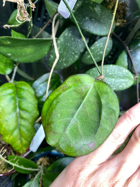 Hoya cv Ricardo - fresh cut 1 node