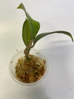 Hoya tequila sunrise - starting to root