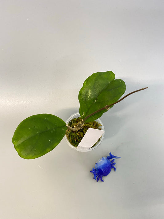 Hoya viola (deykeae x vitellina) - new growth
