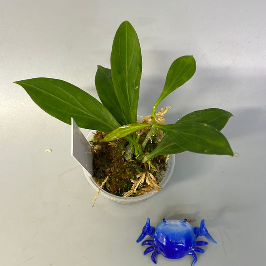 Hoya sp aff Hellwigiana - has some roots