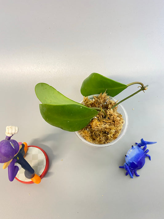 Hoya Lucardenasiana - Unrooted