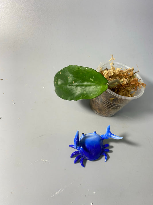 Hoya epc 209 - Unrooted