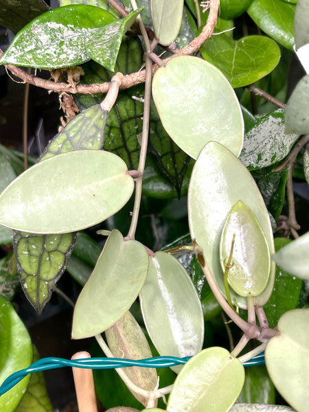 Hoya silver dollar - fresh cutting 1 node / 2 leaf - Unrooted
