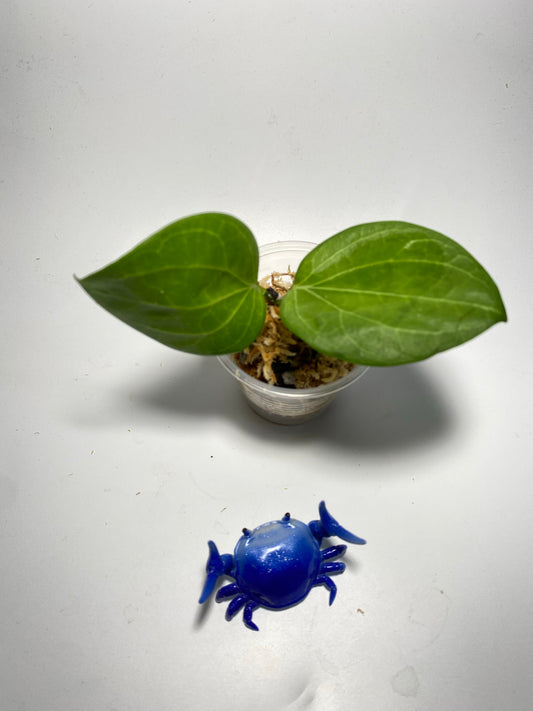 Hoya Hellwigiana - starting to root