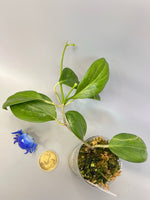 Hoya Hellwigiana - active growth with a peduncle