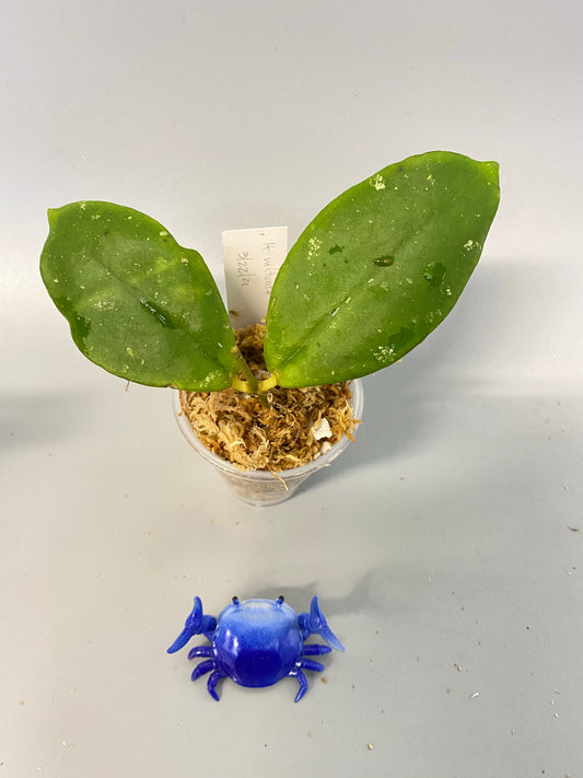 Hoya mitrata with splash - Unrooted