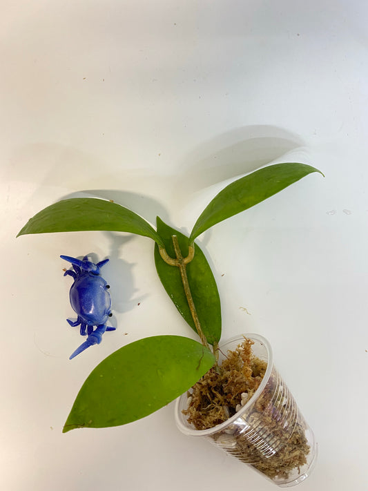 Hoya mindorensis dark red - Unrooted