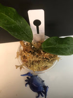 Hoya Patricia - Darwinii x Elliptica - unrooted
