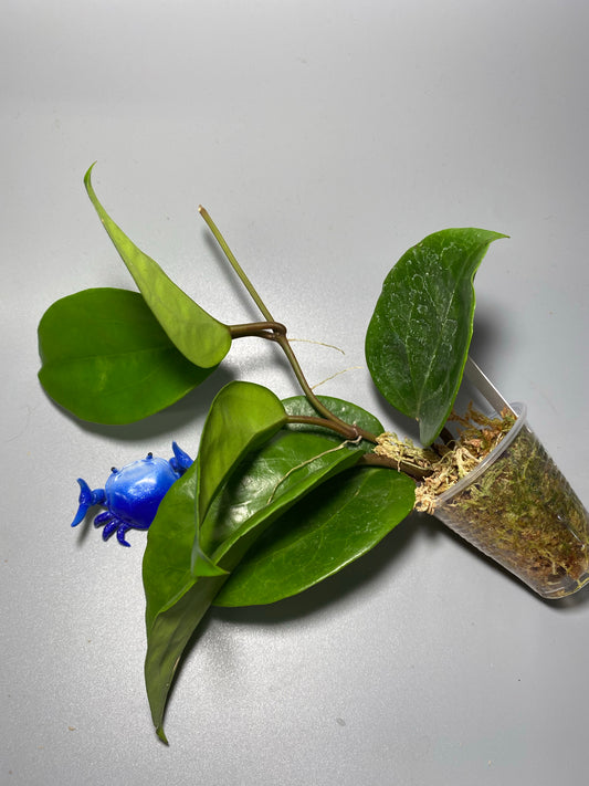 Hoya surigaoensis - active growth