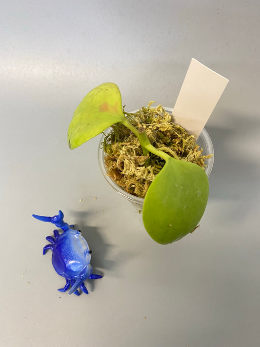 Hoya Kastbergii - has roots