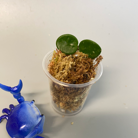 Hoya mathilde - just starting to root - free add-on