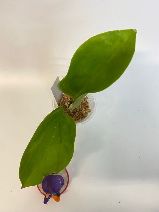 Hoya surigaoensis - has some roots