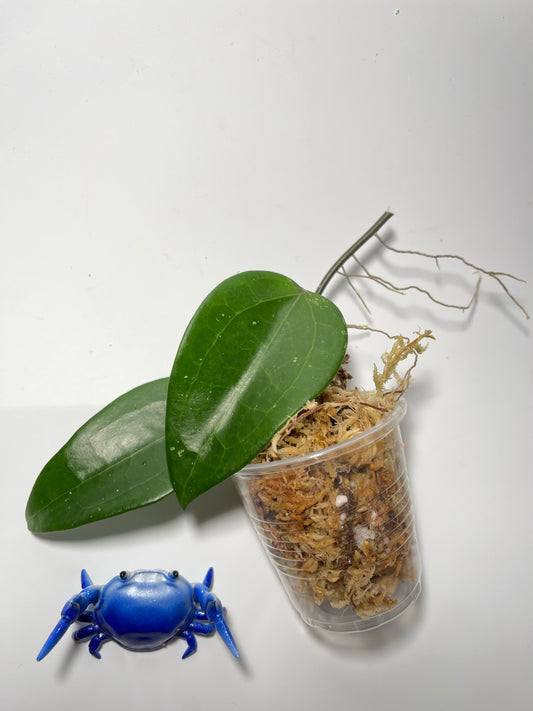 Hoya khao yai - Unrooted