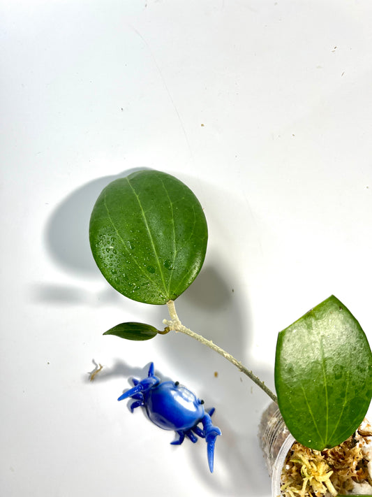 Hoya Genieve MB1141 - unrooted