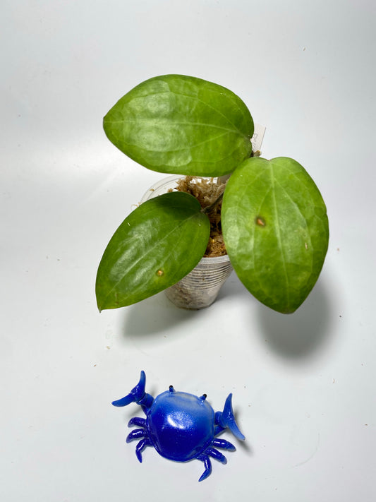 Hoya persicina - unrooted