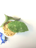 Hoya caudata big green leaf