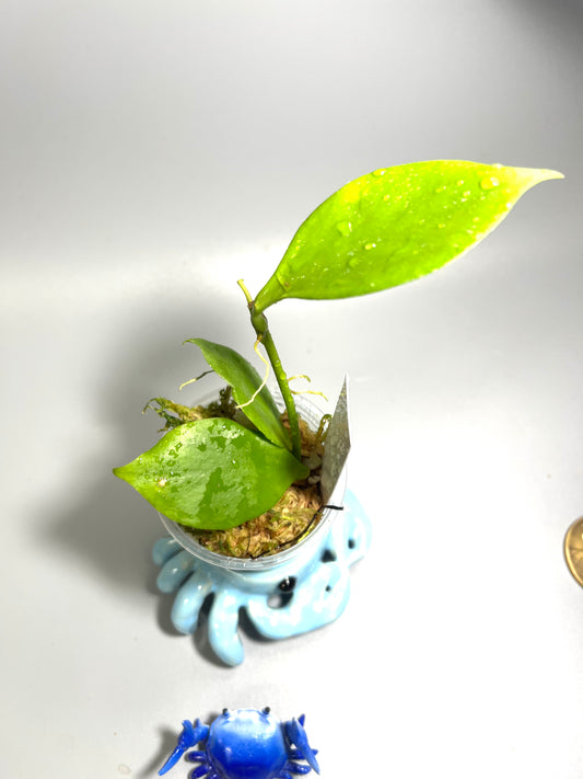 Hoya pseudo littoralis - has some roots