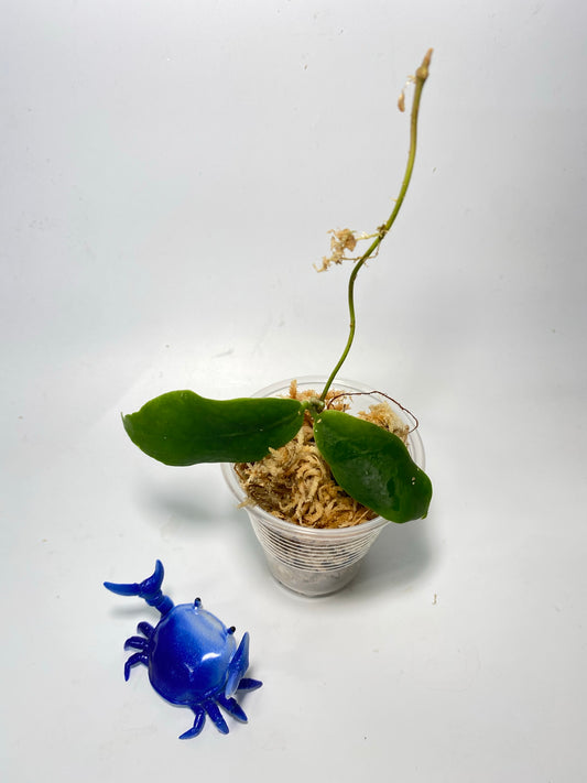 Hoya darwinii pink - unrooted