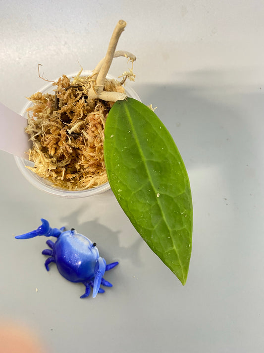 Hoya Amoena - unrooted