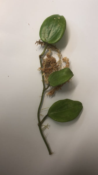 Hoya quinquenervia with roots.