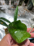 Hoya loyceandrewsiana  fresh cut - unrooted