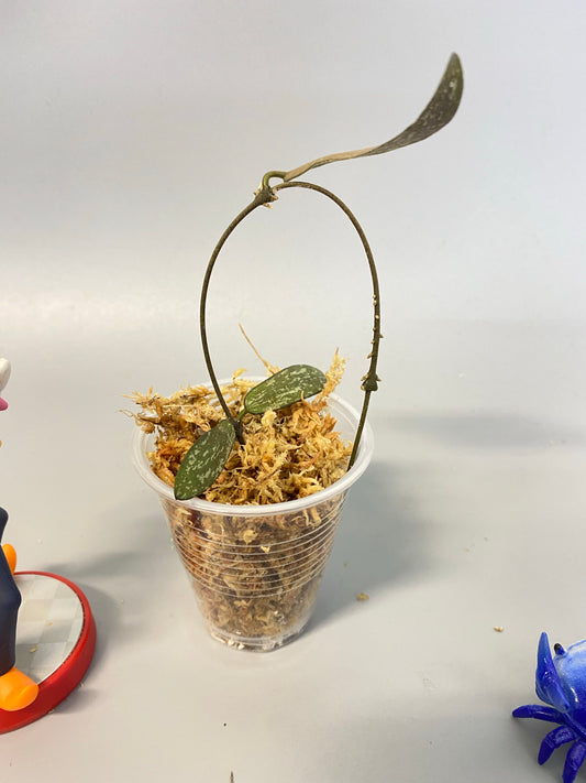 Hoya sigillatis - Unrooted