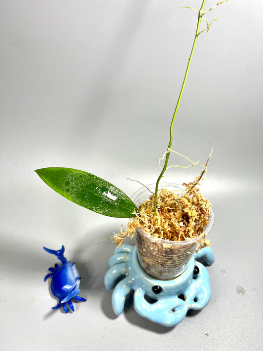 Hoya sp Burma  - unrooted