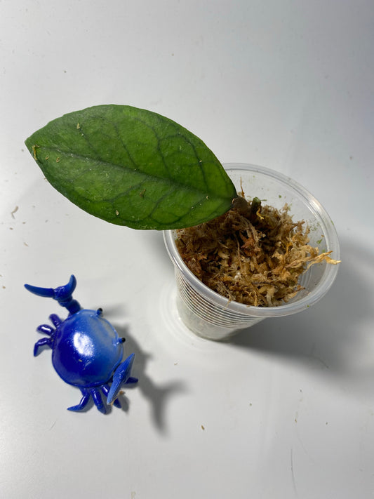 Hoya EPC 1002 (vitellina x finlaysonii) - has some roots