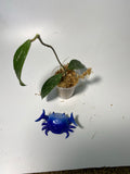 Hoya phuwuaensis - unrooted