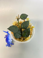Hoya krohniana black - with roots