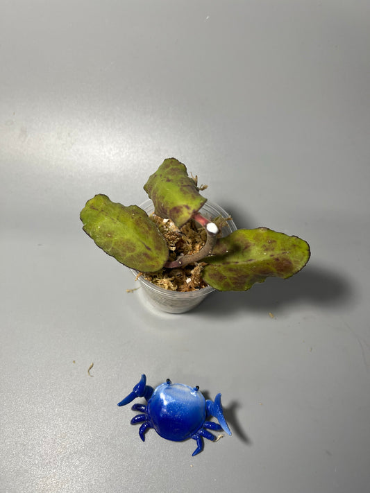 Hoya waymaniae borneo - Unrooted