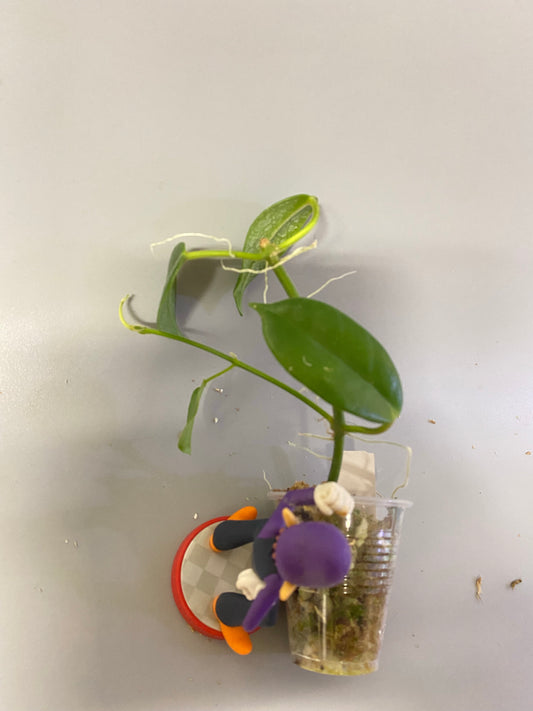 Hoya cv optimistic - active growth