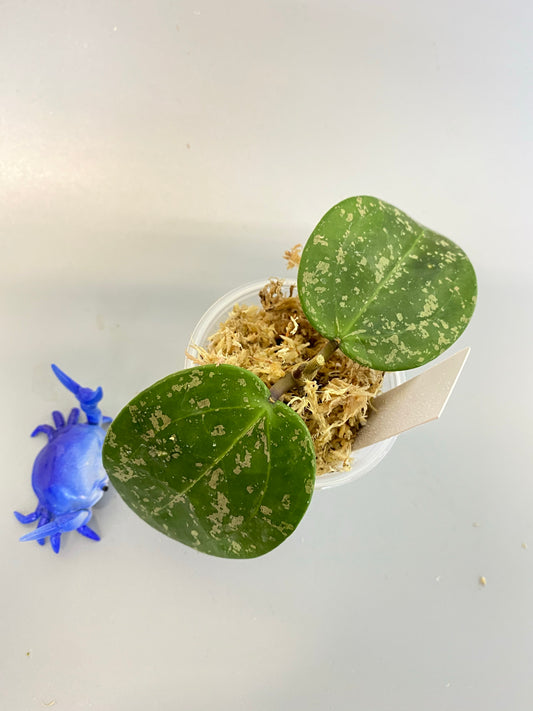 Reserved for Brittany - Hoya parasitica splash - unrooted