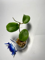 Hoya fitchii - orange - active growth