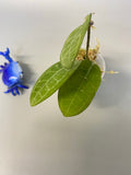 Hoya elliptica - has some roots