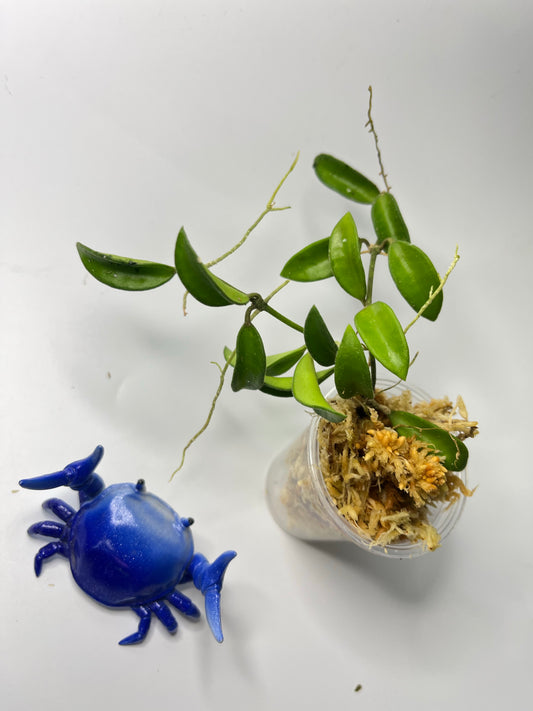 Hoya EPC 319 / PG04 / mini wayettii - Unrooted