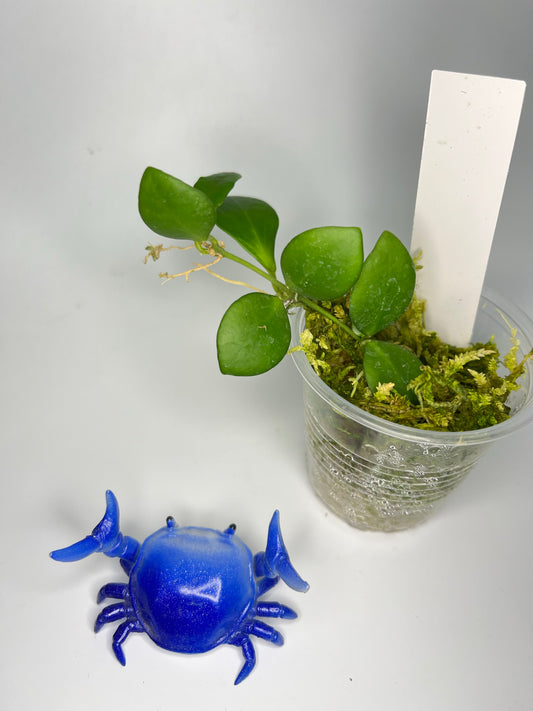 Hoya heuschkeliana pink - has some roots