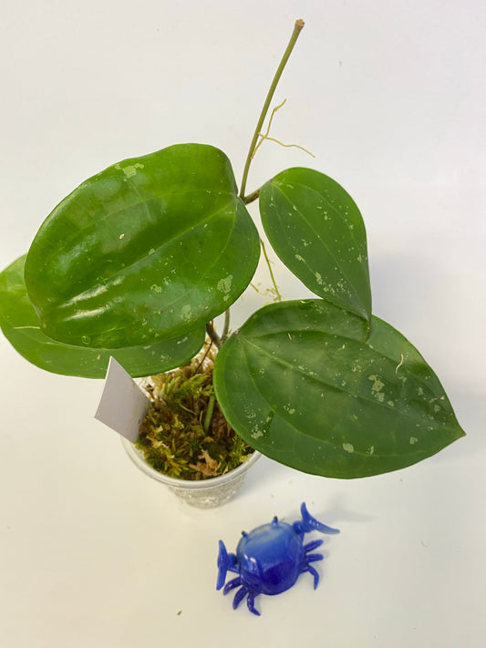 Hoya macrophylla snow queen - rooted