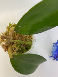 Reserved for Jenny - Hoya patcharawalai / Icensis - active growth