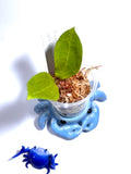 Hoya illagorium x aff benguetensis - Unrooted