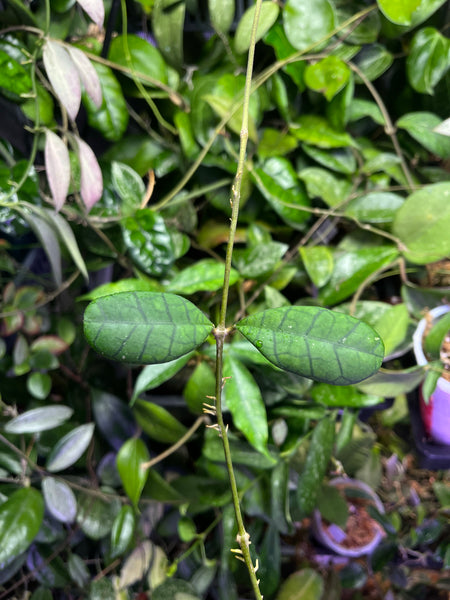 Hoya AH021 - fresh cut 1 node/ 2 leaves - Unrooted