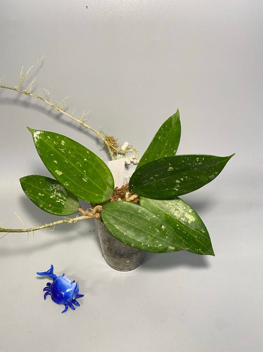 Hoya Hanhiae - active growth