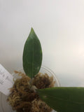 Hoya sp bintulu iml 1646 - fresh cutting