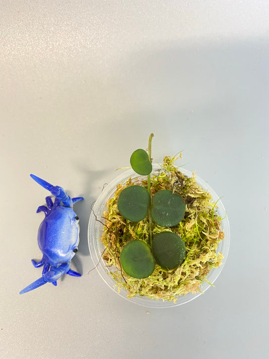 Hoya serpens with new growth