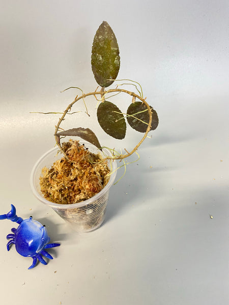 Hoya caudata Sumatra - unrooted