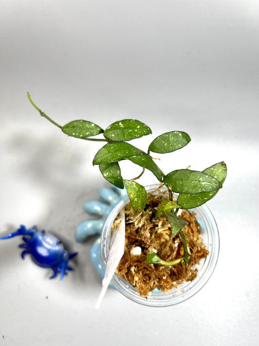 Hoya lacunosa perangin durian - unrooted